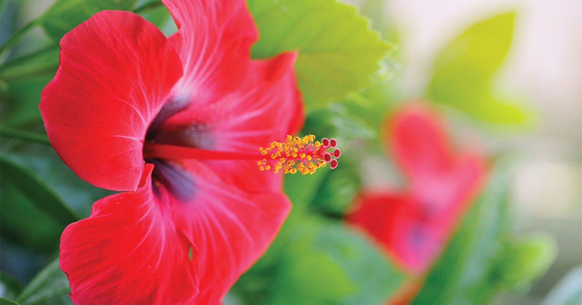 Hibiscus