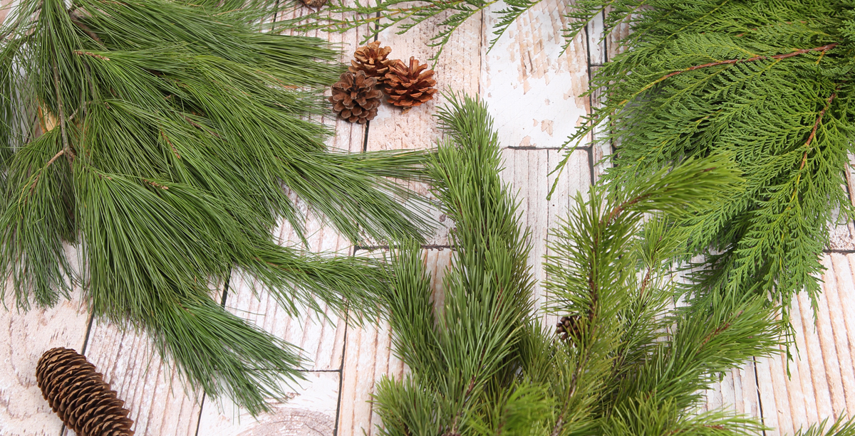 How To Keep Your Live Trees & Greens Fresh Prairie Gardens & Jeffrey