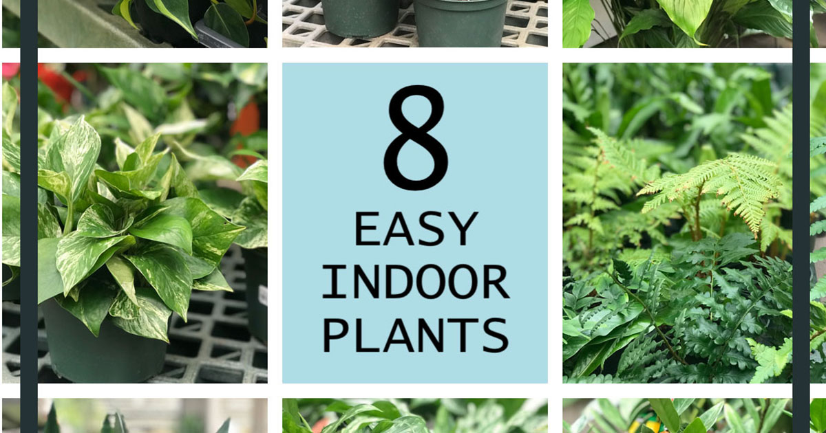 easy to care for houseplants