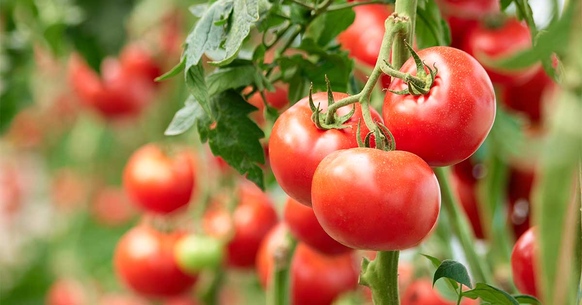 Tomato Growing Basics - Prairie Gardens & Jeffrey Alans