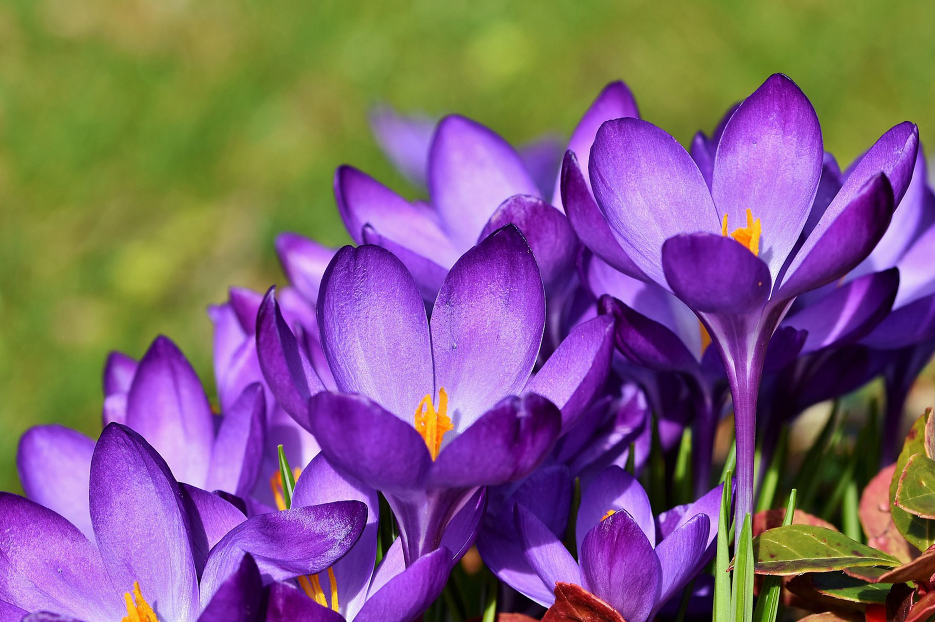 Fall Bulb Crocus