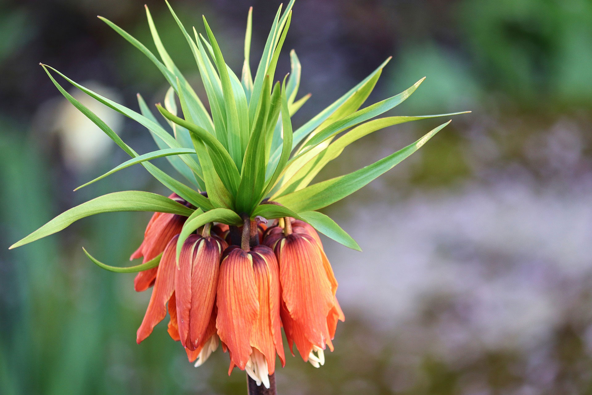 Fall Bulb Fritillaria