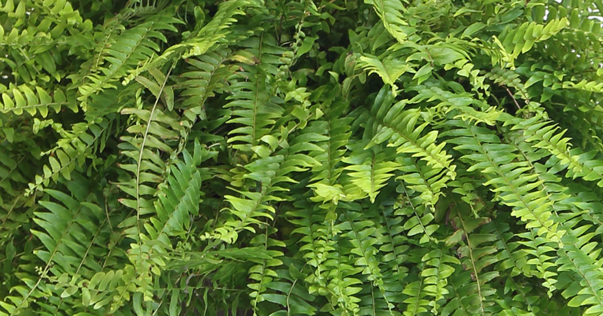 19 PetFriendly Houseplants Prairie Gardens