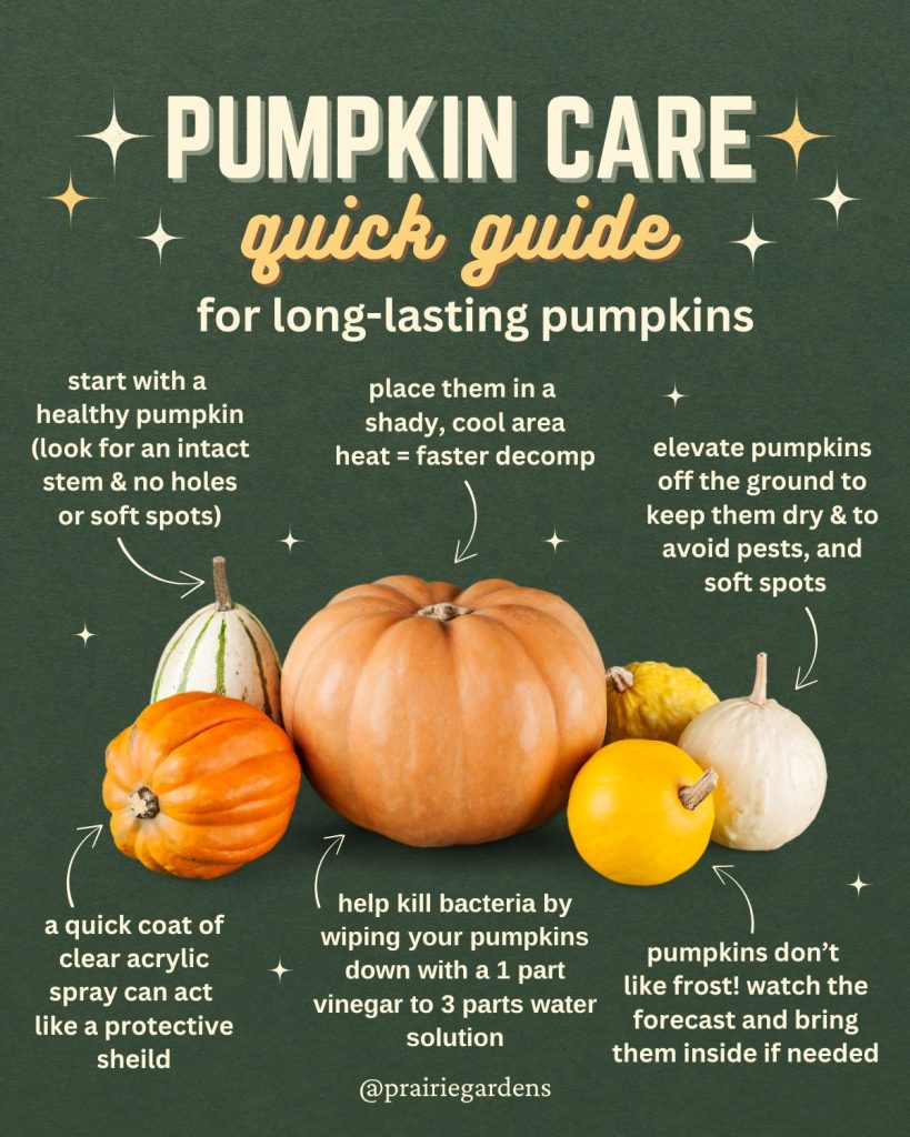 How to Make Your Pumpkins Last Longer | Prairie Gardens & Jeffrey Alans