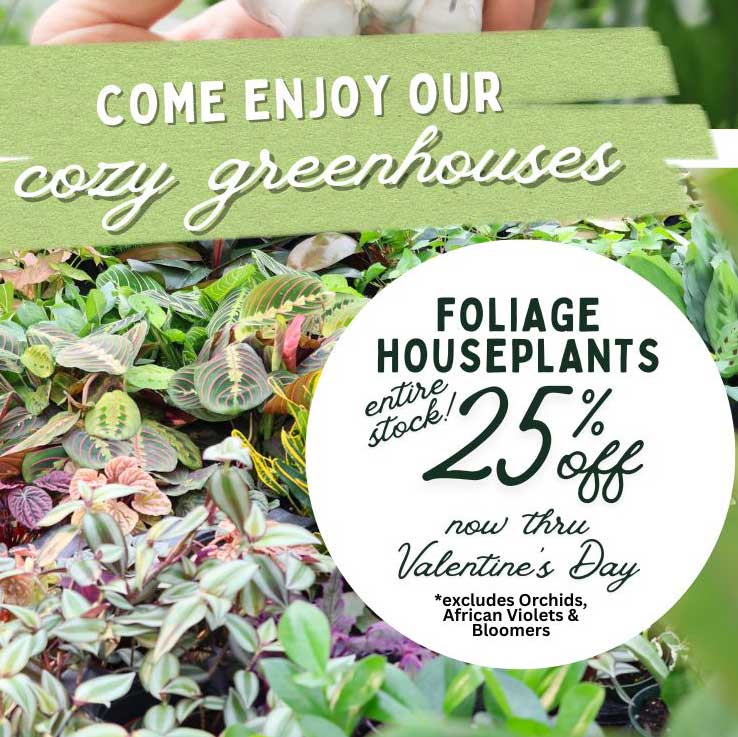 25% off ALL Houseplants